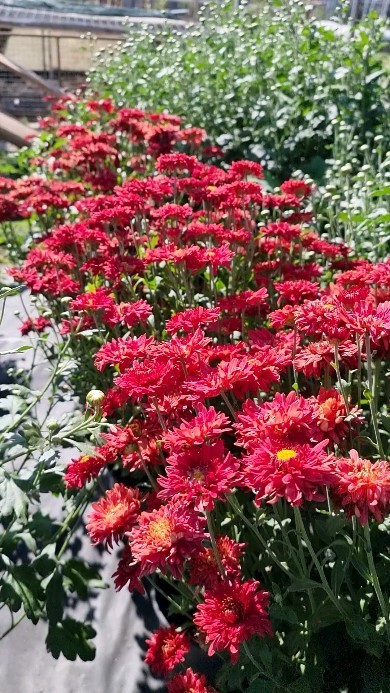 pelargonium_krd в LOOKY. . Мультифлора - одна и...
