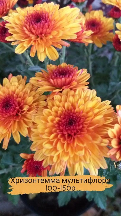 pelargonium_krd в LOOKY. . null