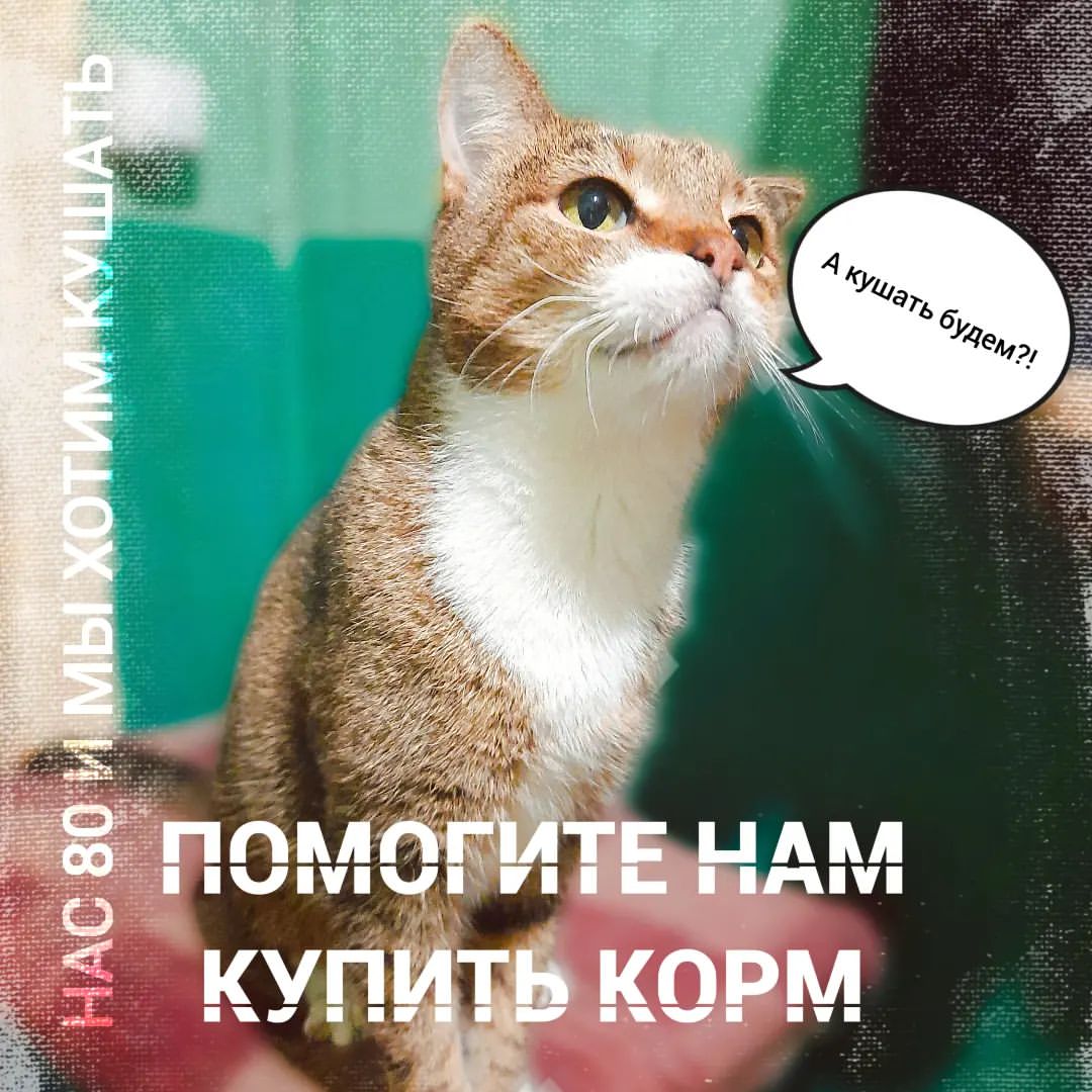 happypetsallworld в LOOKY — Друзья, у котиков закончился корм 🙏🏻

Сегодня нужно успеть
