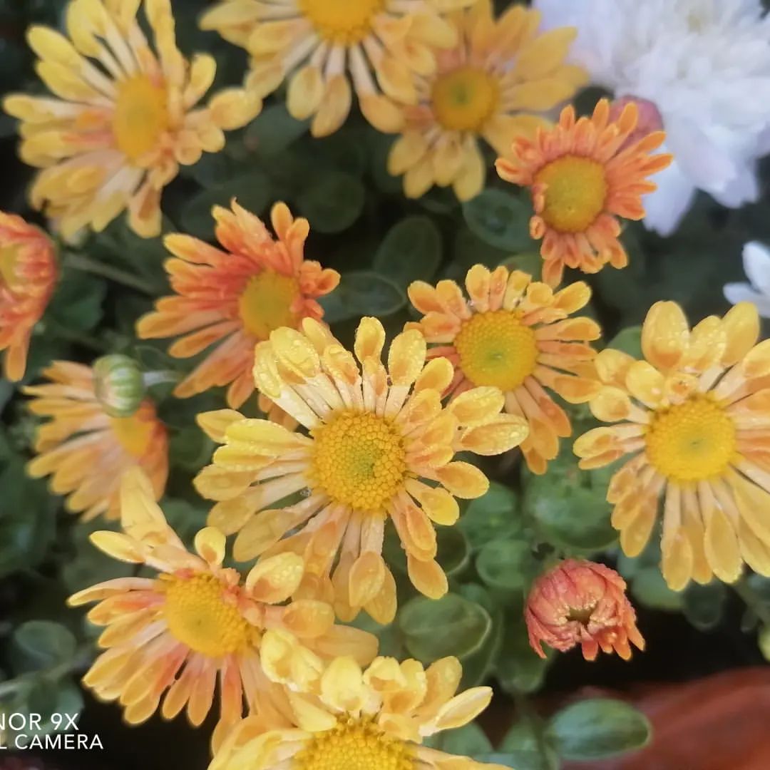 🌺Хризантема 🌺
