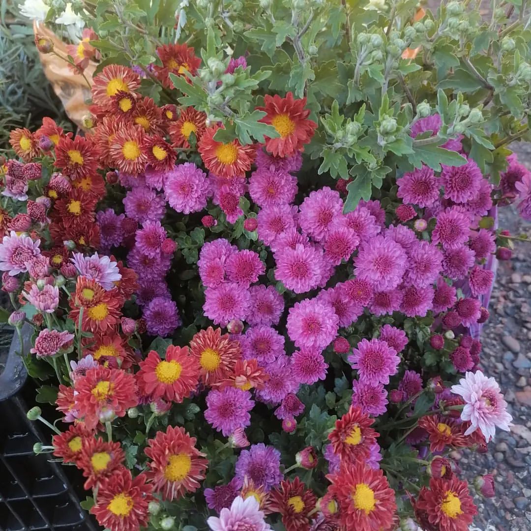 🌺Хризантема 🌺