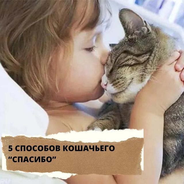 lucky_dog_kapunoff в LOOKY. #luckydog#kapunoff. Как кошки благодарят...