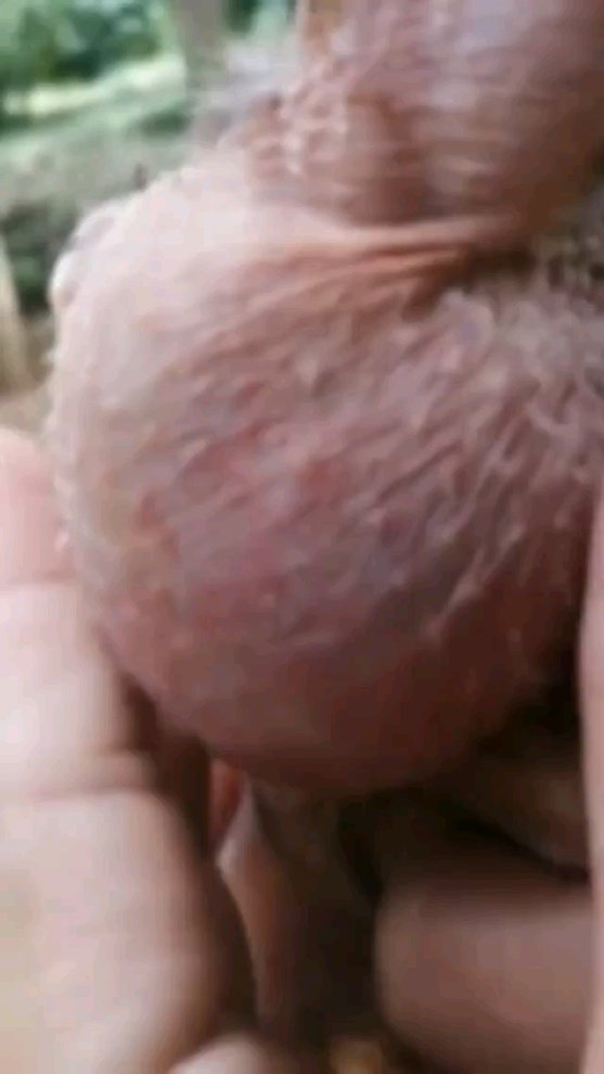 parazit_sasan в LOOKY. . این دیگه چیه