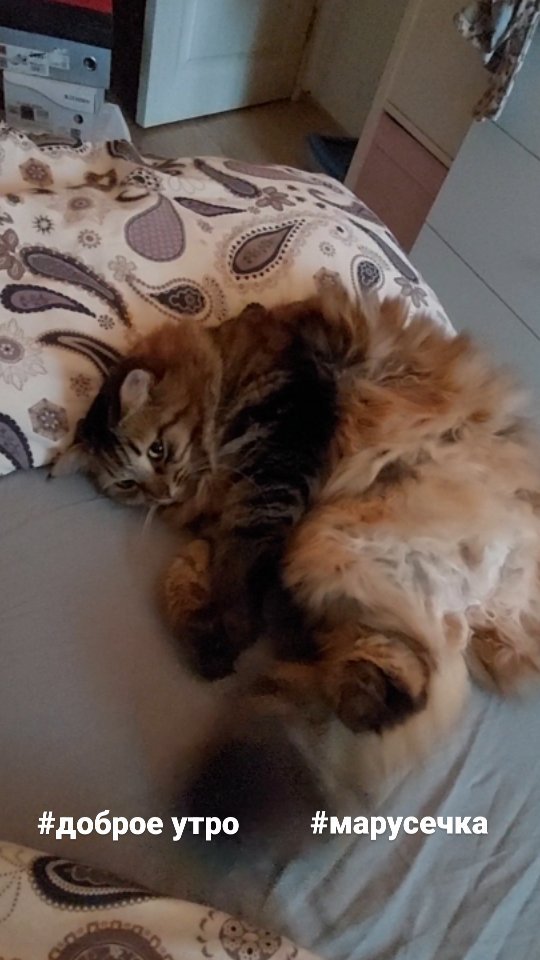 maria_musya.i.marusya.cats в LOOKY. #марусечка,#маруся,#доброеутро,#безкотаижизньнета,#котикитакиекотики,#котикимои,#videocat,#instacat,#catofinstagram,#catsofinstagram,#zvereporter. Доброе утро от Марус...