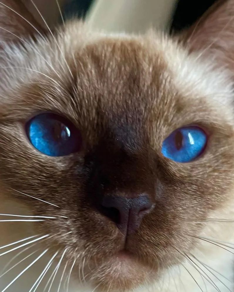 azure_glory_cattery в LOOKY — фото 3