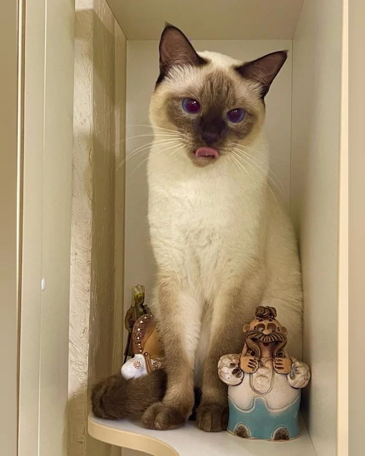 azure_glory_cattery в LOOKY — фото 2