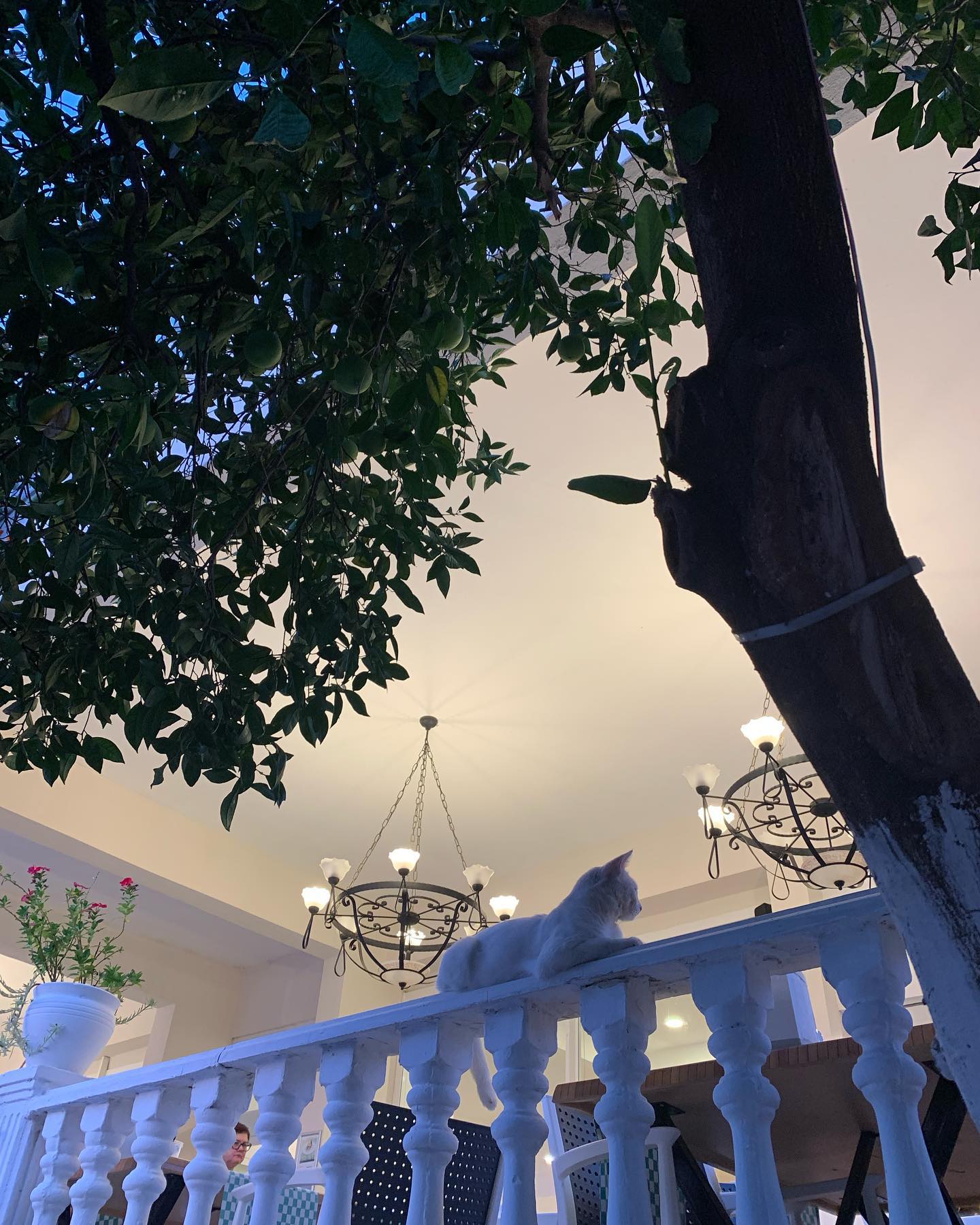 julliaskripkina в LOOKY. . 🐈😽🇹🇷 по мотивам ...
