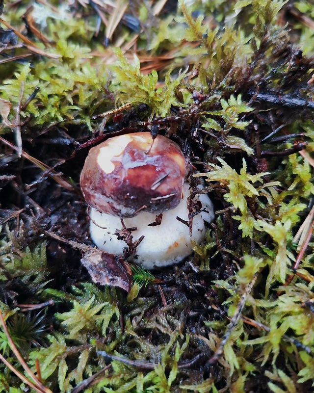 mariya_piterlife в LOOKY. #октябрь#лес#forest#october,#lenoblast,#mushrooms,#moodofday,#mymoment,#lifestyle,#naturecaptures,#naturephoto,#naturewalks,#naturelovers. Октябрьский заезд в ...