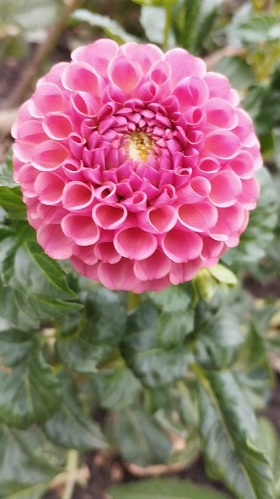pelargonium_krd в LOOKY. . Это любовь с первого...