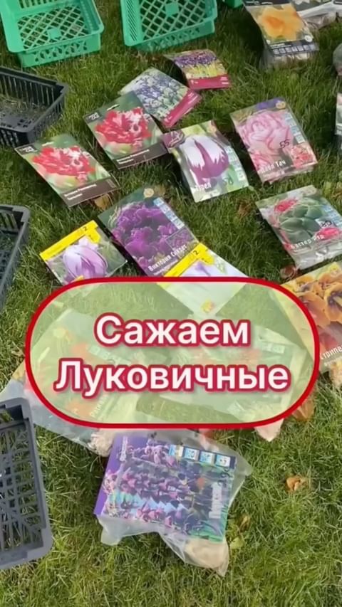 my_garden_every_day в LOOKY. #тюльпаны,#сажаемтюльпаны,#сад,#садогород,#тюльпанывсаду,#осень,#лайфхакдлясада,#цветоводство,#садоводство,#цветочница,#питомникклематисов,#питомникгортензий. Посадка Тюльпанов 🌷...