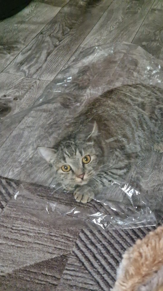 natali__ice в LOOKY. . Почему коты всегда к...
