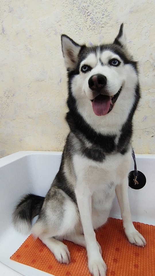 groomer_ufa_ в LOOKY. #еленастарикова,#грумералексеевка,#грумеруфа,#грумерстарикова,#elenastarikova,#groomerelenastarikova,#haski,#грифон,#groomingufa. Моя работа-моя жизнь...