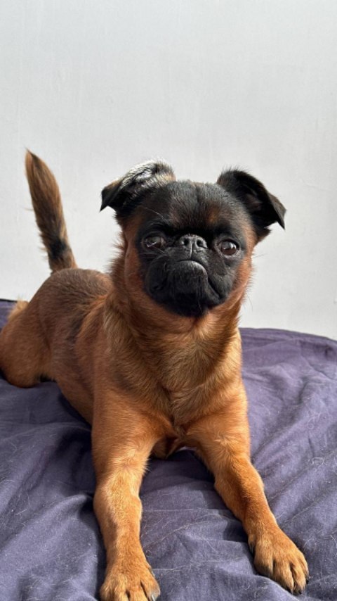 yoshik_dog в LOOKY. #yoshik_dog. ДВА СОСТОЯНИЯ КОГДА ...