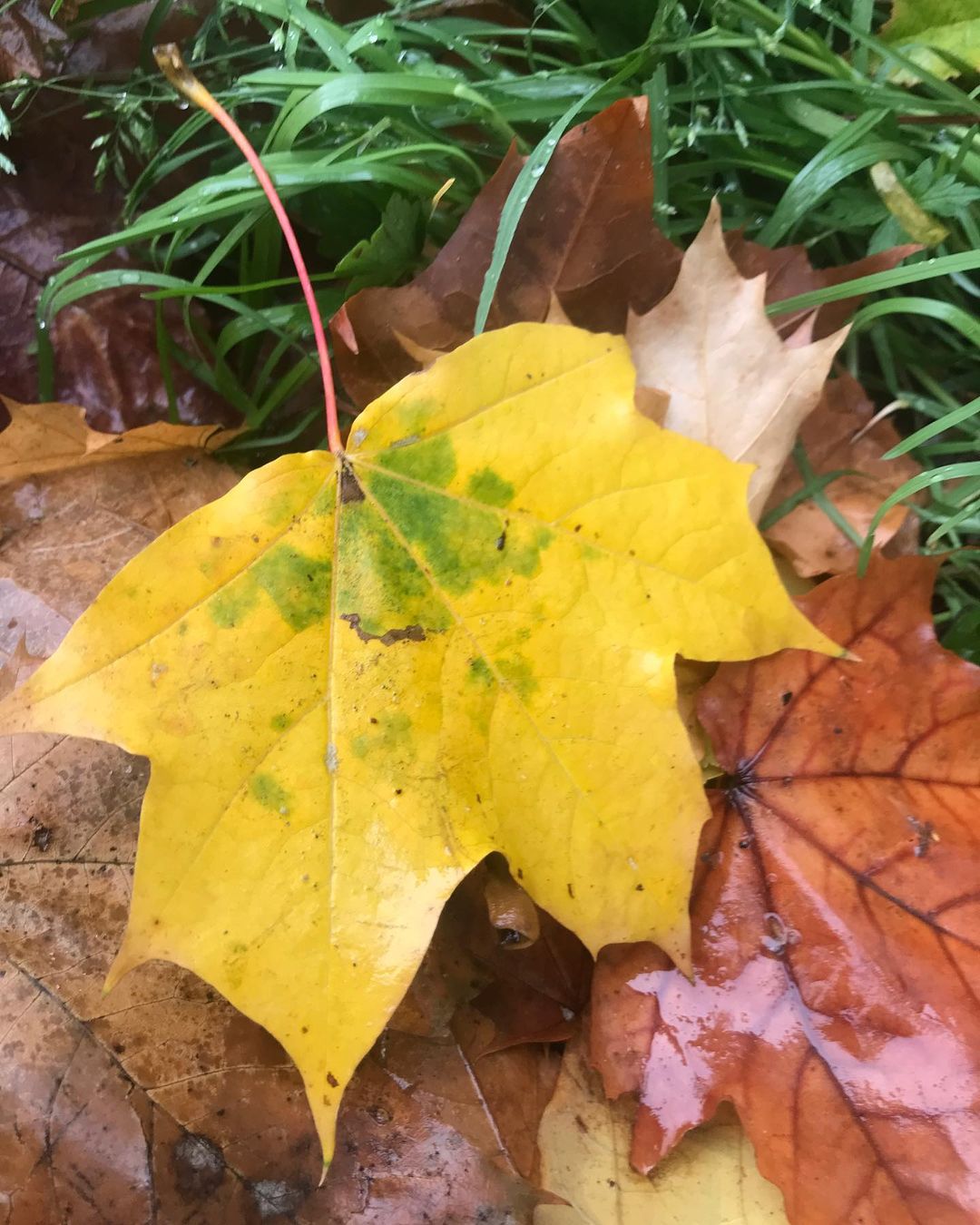elveronika в LOOKY — Желтый лист 🍁 осенний 

#Красотавокругнас #Природа #Природа