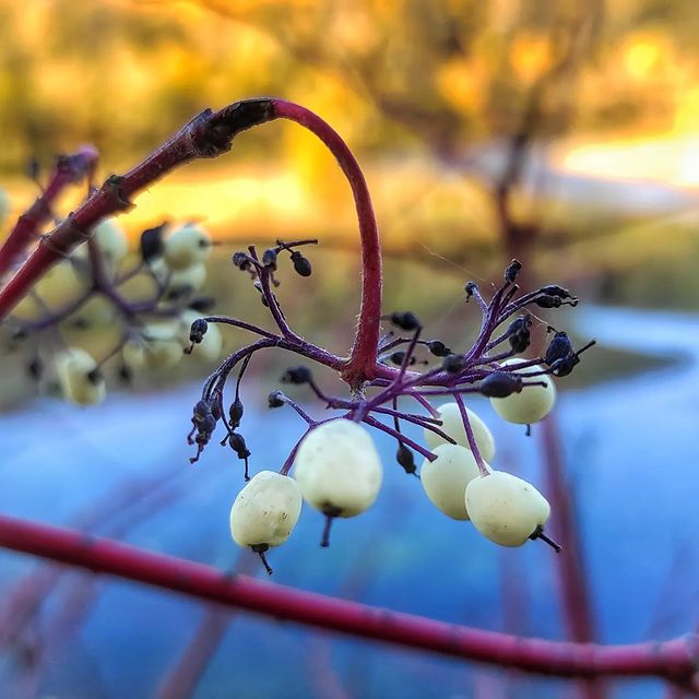 elena_avseevich в LOOKY. #ленафотаетприроду. #ленафотаетприроду 
...