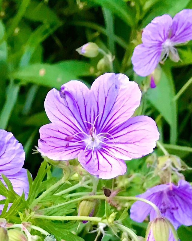 prirodaico в LOOKY. . null