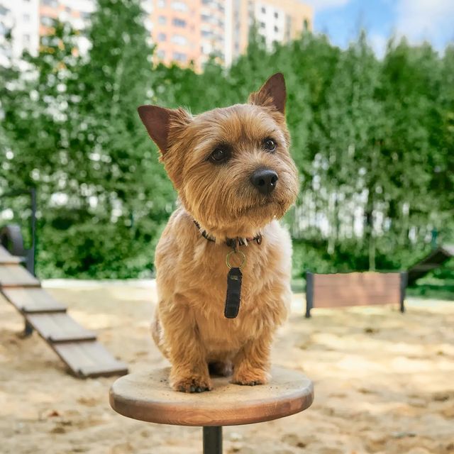 dsk_1.ru в LOOKY. #мыдома,#лучшеедлясемьи. 🐶 Каждый ответствен...