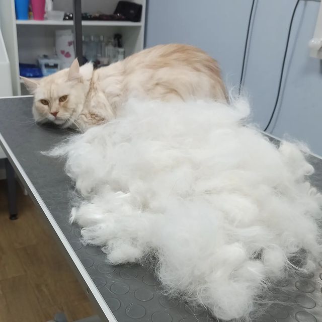 nastasya_groom_yablonovsky в LOOKY. #стрижкасобакноваяадыгея,#стрижкасобакяблоновский,#грумеряблоновский,#стрижкакошекноваяадыгея,#стрижкакошекэнем,#стрижкасобакэнем,#стрижкасобакафипский,#стрижкакошекяблоновский,#грумингсалонтоторо. Экспресс линька для ...