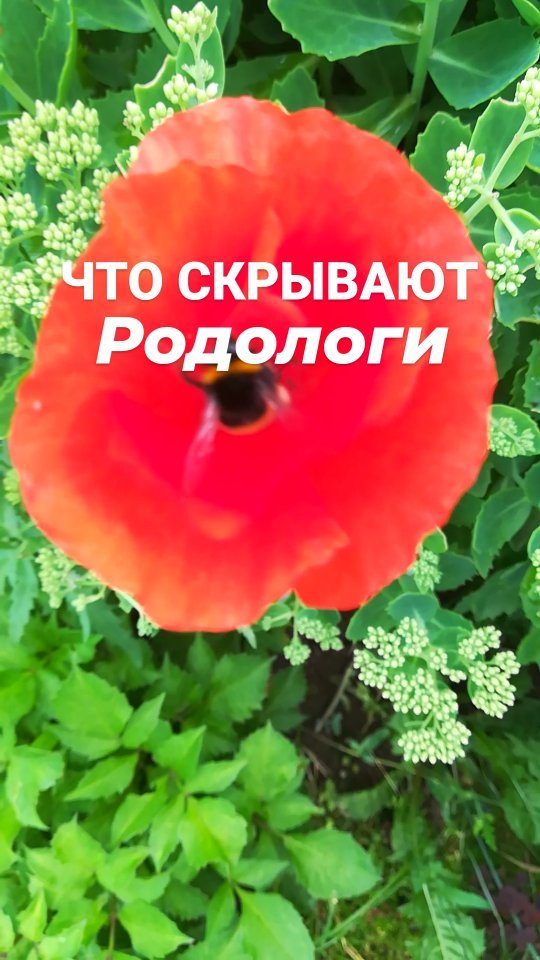 brovkina.rod в LOOKY. . ЧТО СКРЫВАЮТ РОДОЛОГ...