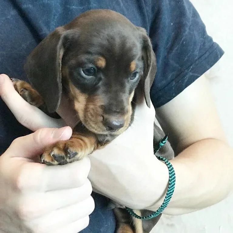 the_dachshund_empire в LOOKY — фото 4