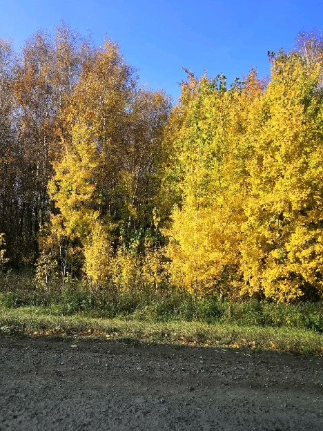 dmitrybardasov в LOOKY. . 🍁Осень 🍂