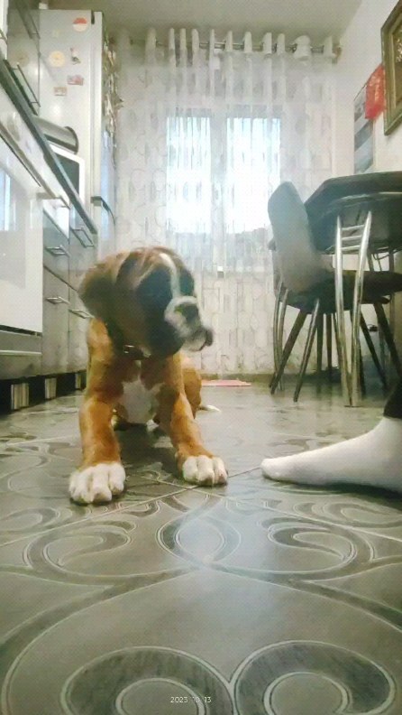 boxer_tyson_dog в LOOKY. . null