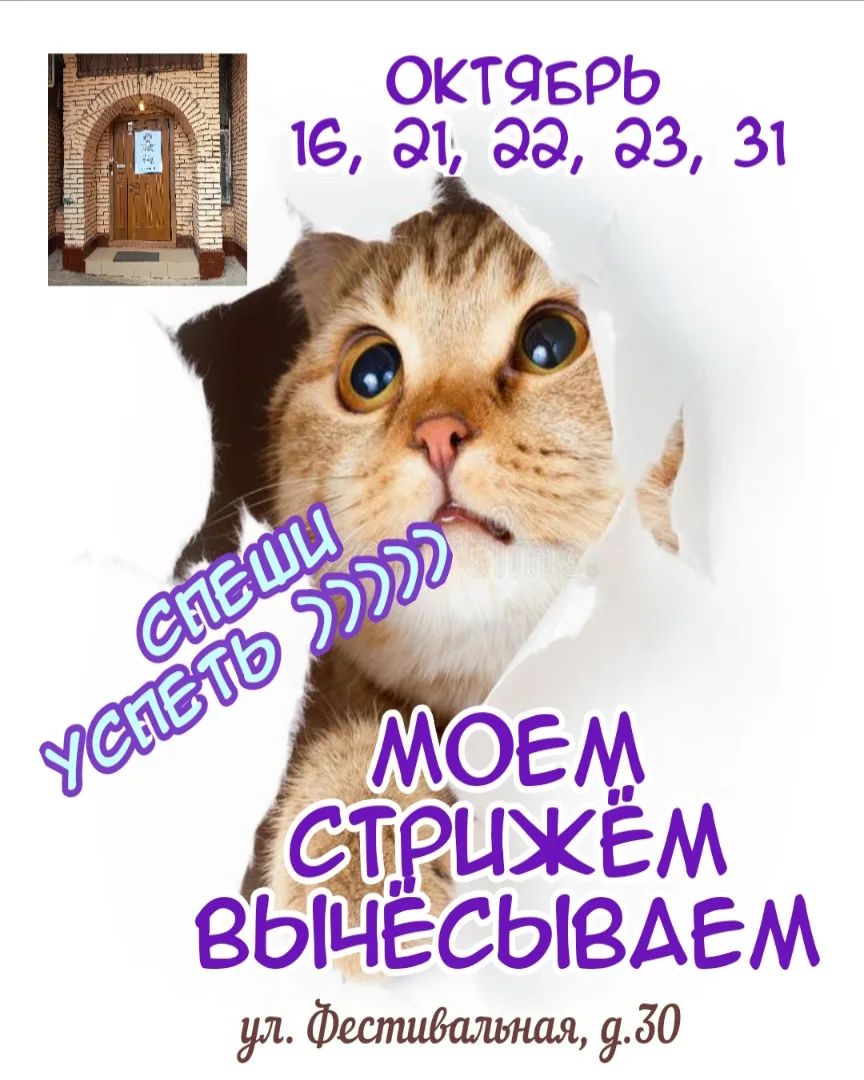 salon_dolly в LOOKY — Спеши успеть!

Мы наконец-то открываем услуги для кошек в гр