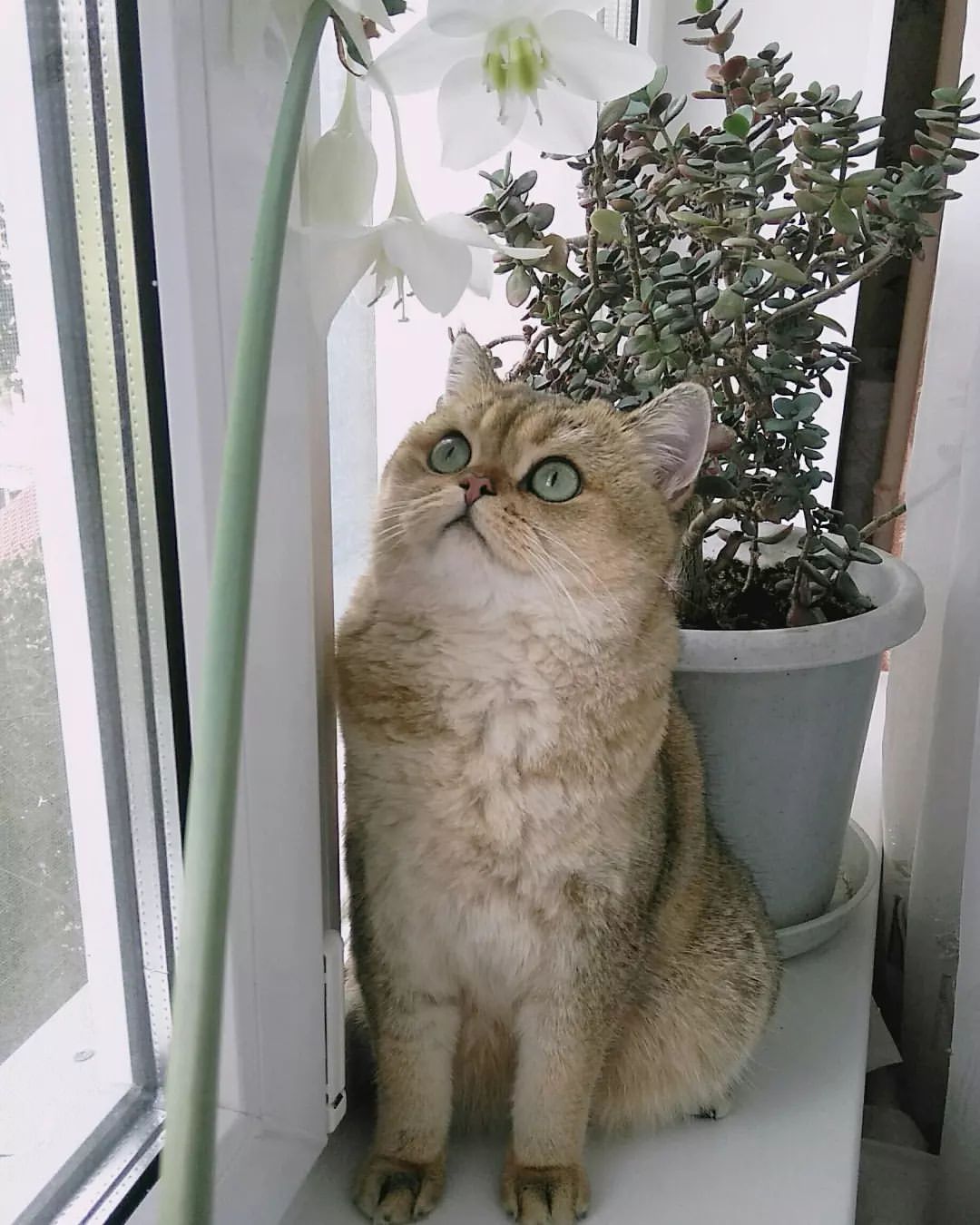 zefir_kot2019 в LOOKY — фото 8