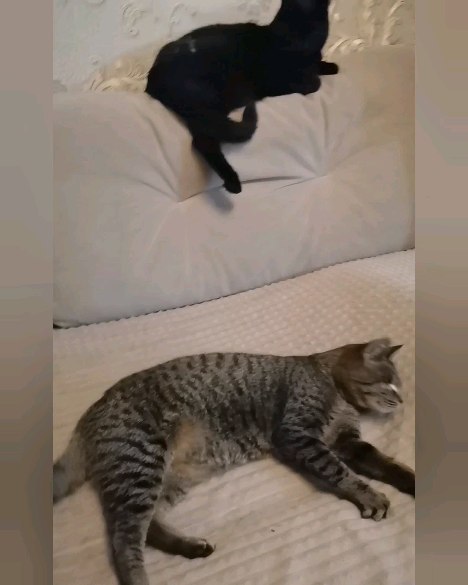 kosichka_fip в LOOKY. #сбитыйкотБарс,#котвдоме,#кошкимосква,#домашнийлюбимец,#спасижизнь,#делайдобро,#жизньвтвоихруках,#домашниеживотные,#помощьживотным,#москва,#помогитеспасти,#добро,#милосердие,#подарижизнь,#протянирукупомощи,#творидобро,#всеммиром,#финансоваяпомощьживотным. Толстопопый Барсучок...