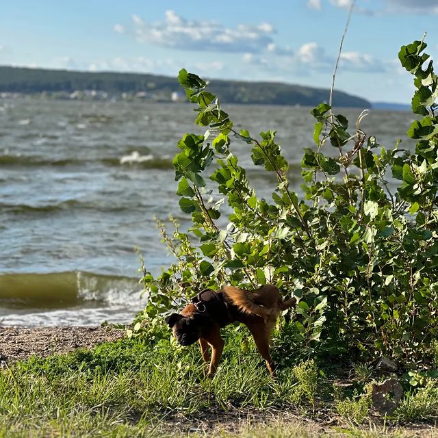 yoshik_dog в LOOKY. . Поливаю. А то воды и...