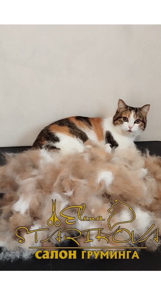 groomer_ufa_ в LOOKY. #грумернагаево,#грумералексеевка,#грумерелена,#грумерстарикова,#еленастарикова,#грумингкошки,#экспресслинька,#вычес,#elenastarikova,#groomerelena,#groomerufa,#groomerelenastarikova,#groomingyorkats,#cat. #грумернагаево #грум...