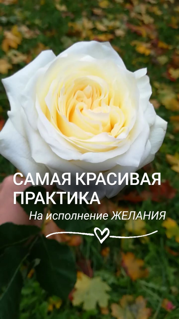 brovkina.rod в LOOKY. . ПРАКТИКА НА ИСПОЛНЕН...