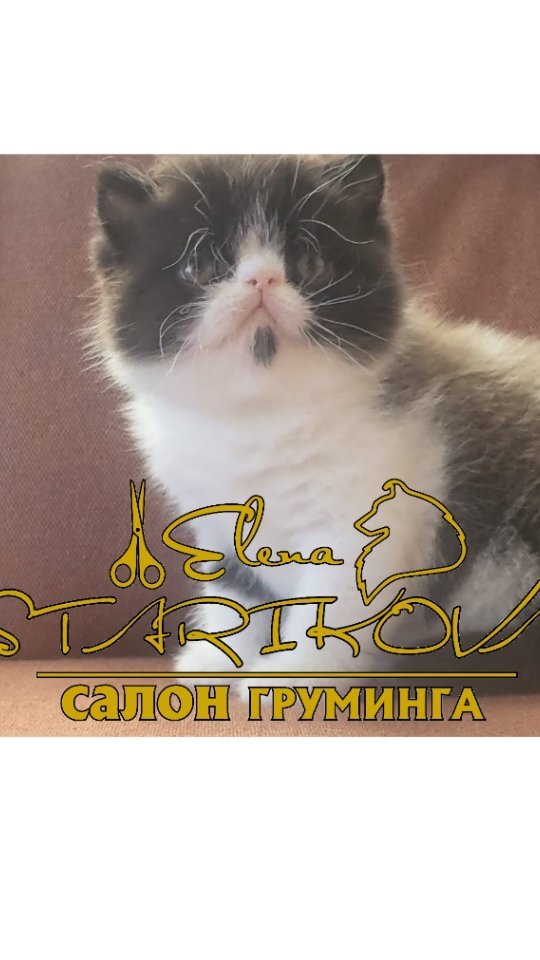 groomer_ufa_ в LOOKY. #грумерелена,#еленастарикова,#грумеруфа,#грумералексеевка,#грумернагаево,#грумингкошек,#котята,#экзот,#groomerufa,#groomerelena,#groomingcats,#elenastarikova,#exo,#exzot,#cat,#экзотическаякороткошерстная. Приучаем к грумингу ...
