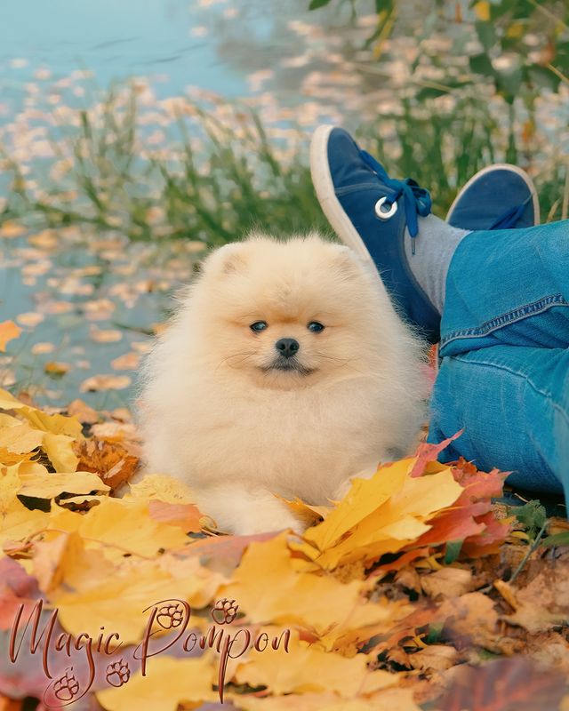 magicpompon в LOOKY. #magicpompon,#pomeranian,#pomeranianworld,#померанский_шпиц,#pomeranianpage. И пусть весь мир под...