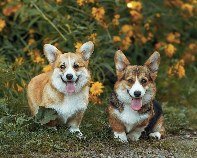 ph.solow.r в LOOKY. #dog,#canine,#domesticanimal,#pet,#cute,#fur,#puppy,#brown,#friend,#grass,#furry,#portrait,#domestic,#animals,#korg. #dog #canine #domest...