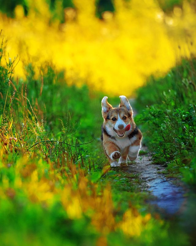 ph.solow.r в LOOKY. #dog,#canine,#domesticanimal,#pet,#cute,#fur,#puppy,#brown,#friend,#grass,#furry,#portrait,#domestic,#animals,#korg. #dog #canine #domest...