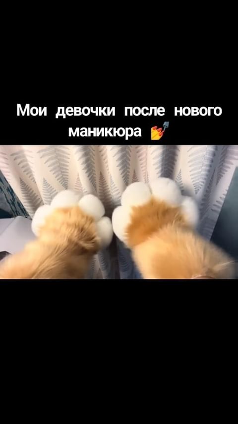miloslavskaya_29 в LOOKY. #cat. #cat