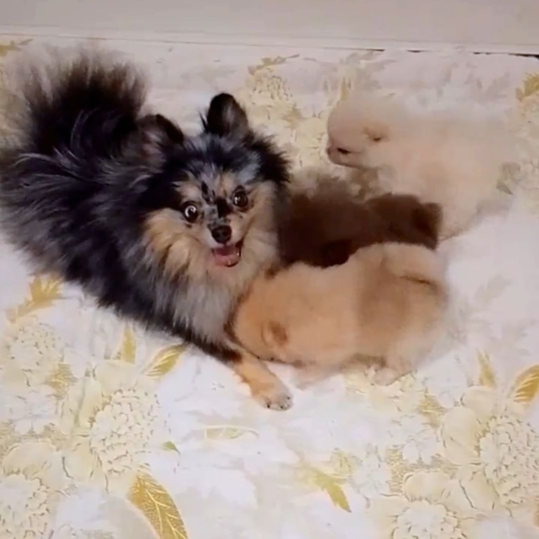 magicpompon в LOOKY. #magicpompon,#pomeranian,#pomeranianworld,#померанский_шпиц,#pomeranianpage,#puppies,#puppypom,#merlepomeranian,#merlepuppy. - Мааам! А когда уже...