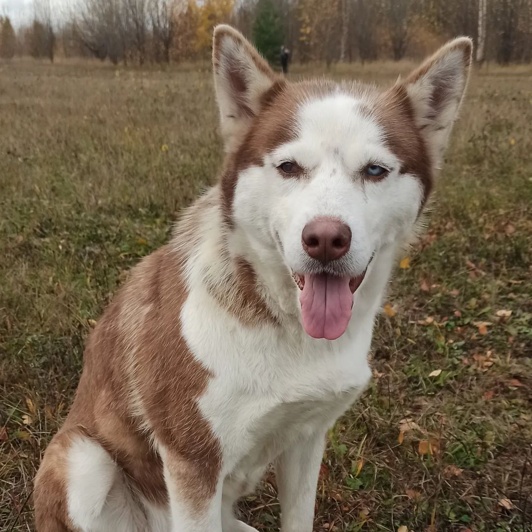 O - осень🍁🍁🍁
Ну и что, что осень?)
Там чуть - чуть - зима...
А потом немного, и придёт ВЕСНА😻
#осень #листорад #дети #моялюбовь #хаски