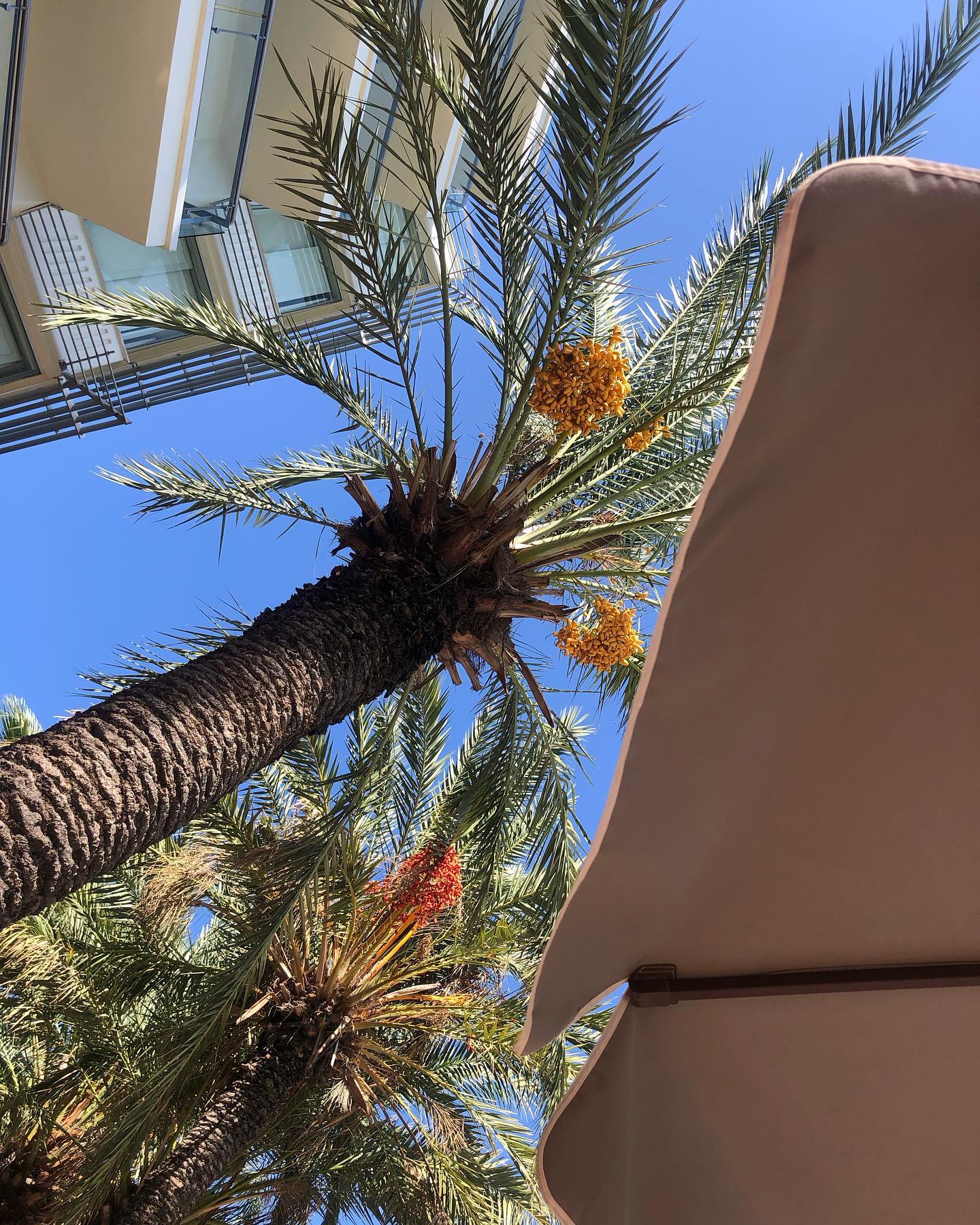 evgenia.rosl in LOOKY. #marmaris,#turkey,#palm,#sky. #marmaris #turkey #p...
