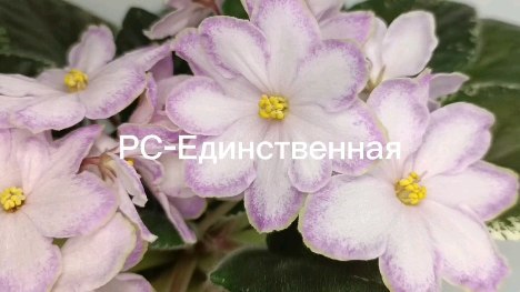 nadi338 в LOOKY. . null