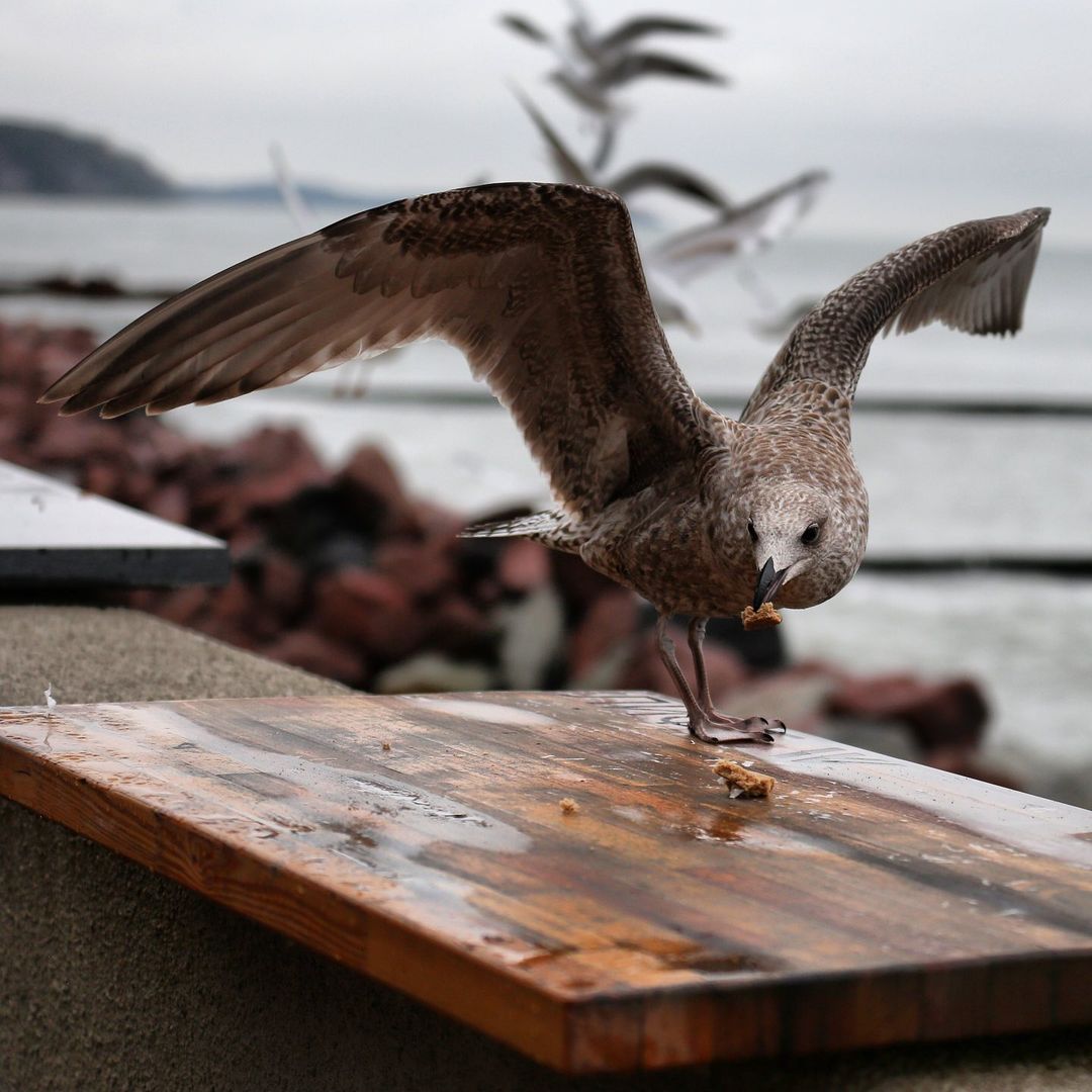 olegrammy в LOOKY — Чайка-попрошайка #seagull