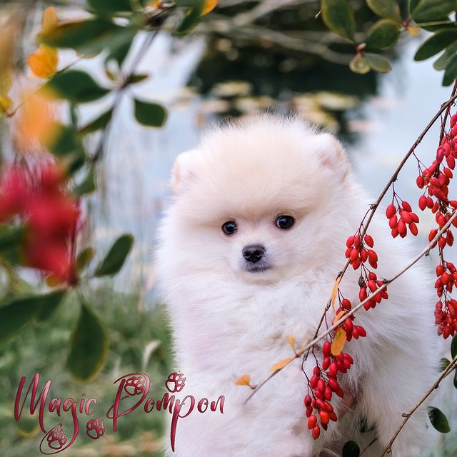magicpompon в LOOKY. #magicpompon,#pomeranianpuppy,#pomeranianworld,#померанский_шпиц,#pomeranianpage. Осенние краски...
Ро...