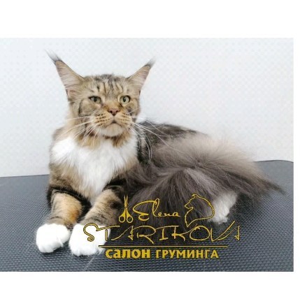 groomer_ufa_ в LOOKY. #грумернагаево,#грумингкошки,#грумеруфа,#грумерелена,#грумерстарикова,#грумералексеевка,#groomerufa,#groomerelenastarikova,#groomingufa,#groomerelena. #грумернагаево #грум...