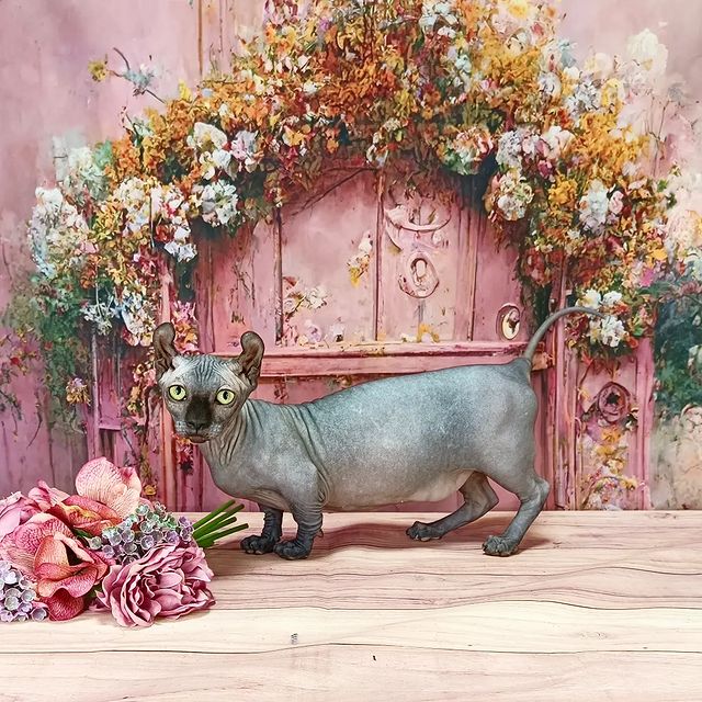 sphynx_shococats в LOOKY. . Венера😘