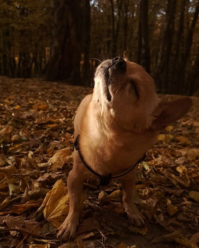 alekss_life в LOOKY. . Шумик🥰