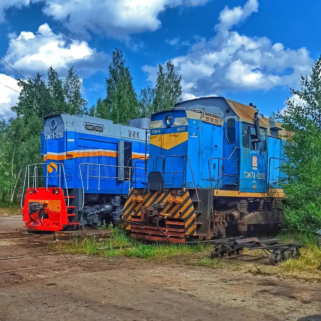 Два бугая в сосновоборских кустах:) #железнодорожности #тэм7а #мобилофото