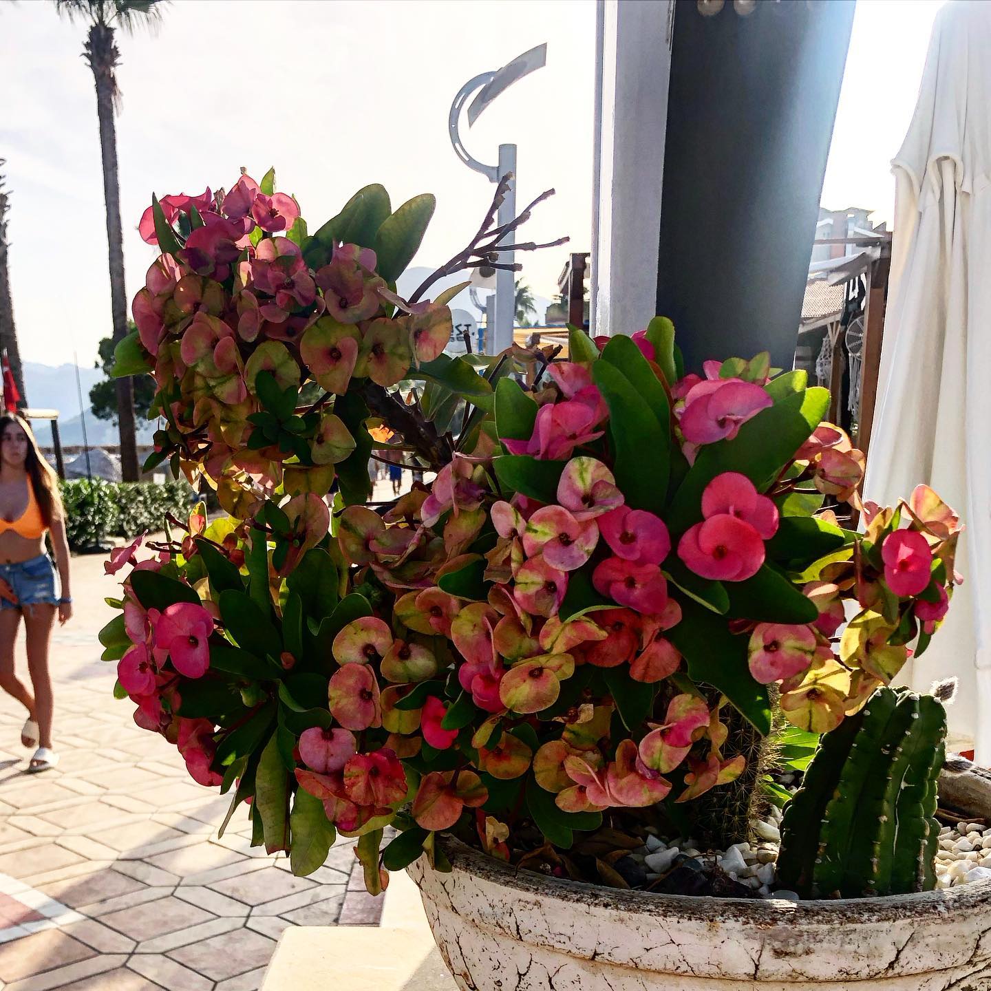evgenia.rosl in LOOKY. #marmaris,#turkey,#flowers,#турция. #marmaris #turkey #f...
