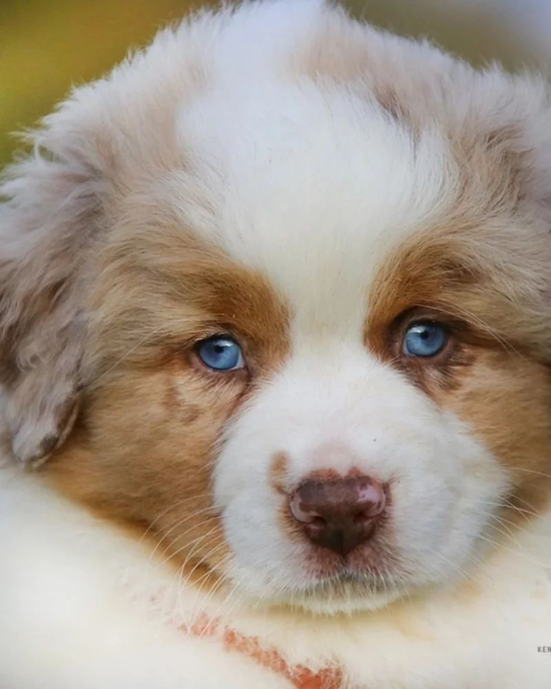 iz_doma_korolevoi_kennel в LOOKY — фото 8