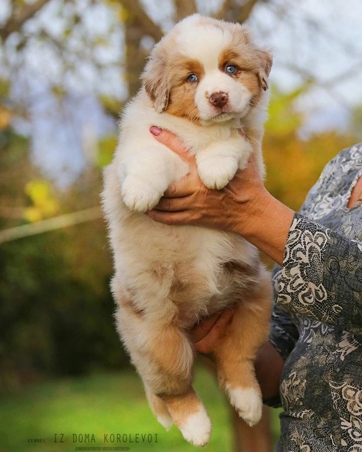 iz_doma_korolevoi_kennel в LOOKY — фото 10